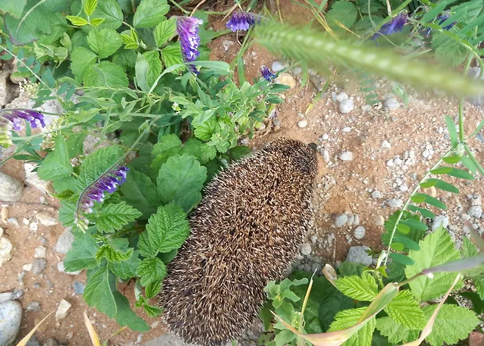 Aparthotel Casa Don Lucio