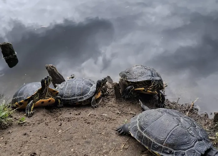 Hotel de apartamente Casa Don Lucio 3*